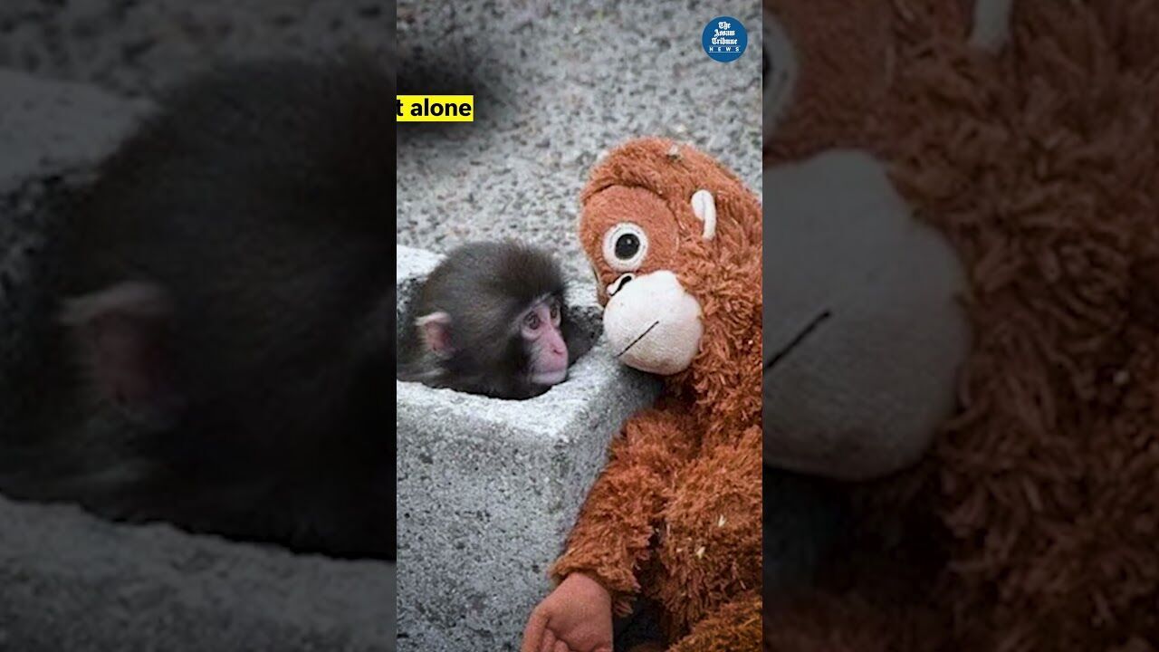 Meet Punch, the Monkey Who Found Family Again