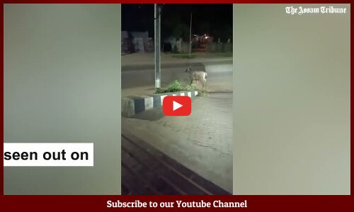 Deer spotted strolling at Geetanagar in Guwahati.