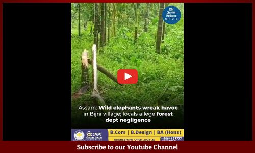 Assam: Wild elephants wreak havoc in Bijni village; locals allege forest dept negligence